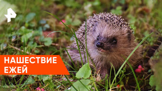 «Загадки человечества»: нашествие ежей