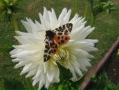 Фотография Медвинской Елены