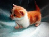 Алла Купчак фотография #44 (источник - https://vk.com/id62276935)