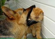 Алла Купчак фотография #19 (источник - https://vk.com/id62276935)