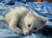 Фотография Аносовой Екатерины