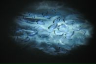 Фотография Васильевой Елены