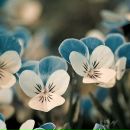 Фотография Шуваловой Галины