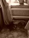 Катя Лайт фотография #50 (источник - https://vk.com/id3798287)