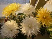 Фотография Жильцовой Екатерины