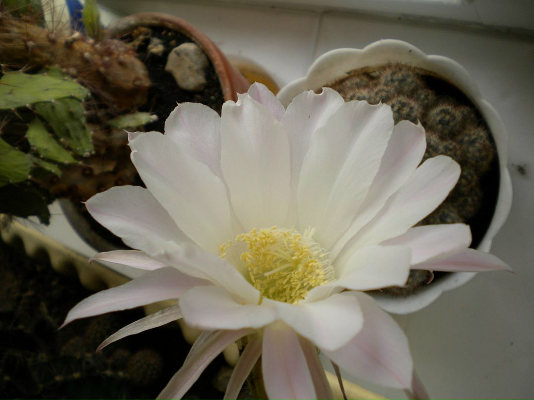 Константин Павлов фотография #16