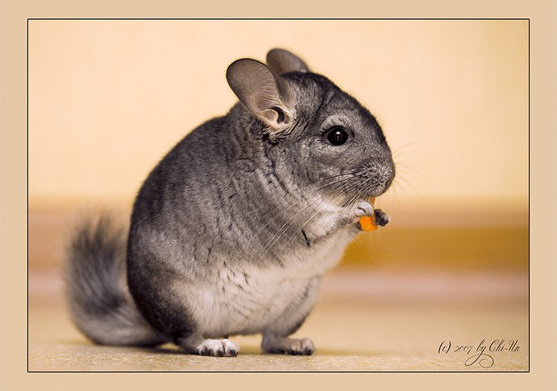 Тимофей Дьяченко фотография #43