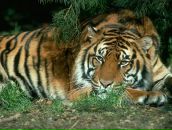 Фотография Ютишковой Светланы