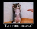 Олександр Іванов фотография #19 (источник - https://vk.com/id166726100)