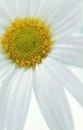Інна Портна фотография #38 (источник - https://vk.com/id135403071)