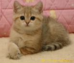 Вікуся Ліщук фотография #3 (источник - https://vk.com/id172322711)