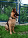 Мартін Павлович фотография #13 (источник - https://vk.com/id150602381)