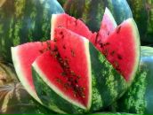 Фотография Вихровой Виктории