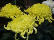 Фотография Алексеевой Анны