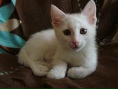 Дмитрий Вдовин фотография #27 (источник - https://vk.com/id636001)