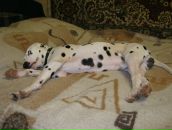 Антон Котов фотография #17 (источник - https://vk.com/id288997)