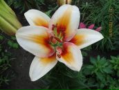 Фотография Хайруллиной Рамзии