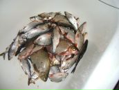 Фотография Ухова Михаила