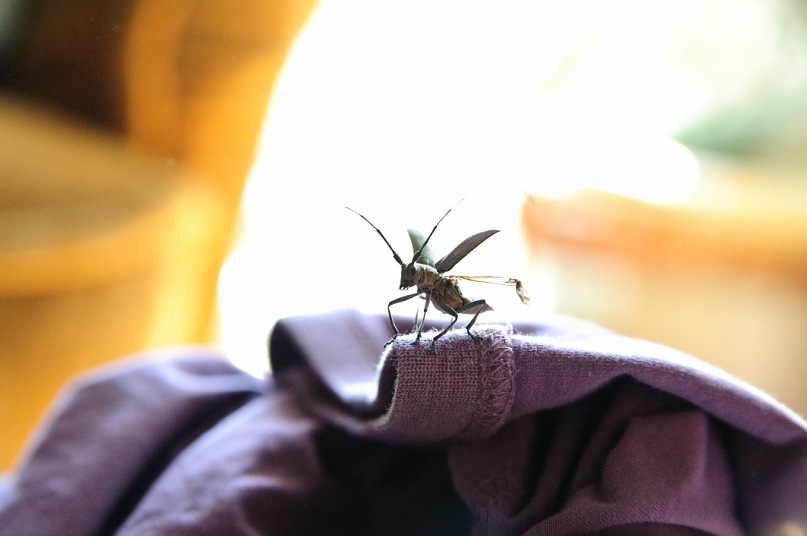 Max Bess фотография #20