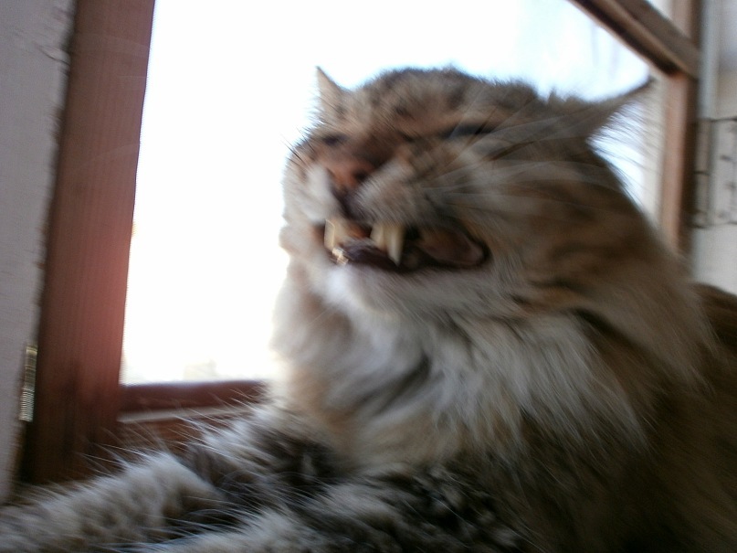 Софья Урманчеева фотография #45