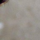 Viki @@@@@@@@@ фотография #11 (источник - https://vk.com/id141663195)