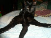 Фотография Болучевских Александра