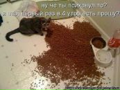 Stanley Wafel_nick_off фотография #25 (источник - https://vk.com/id4945274)
