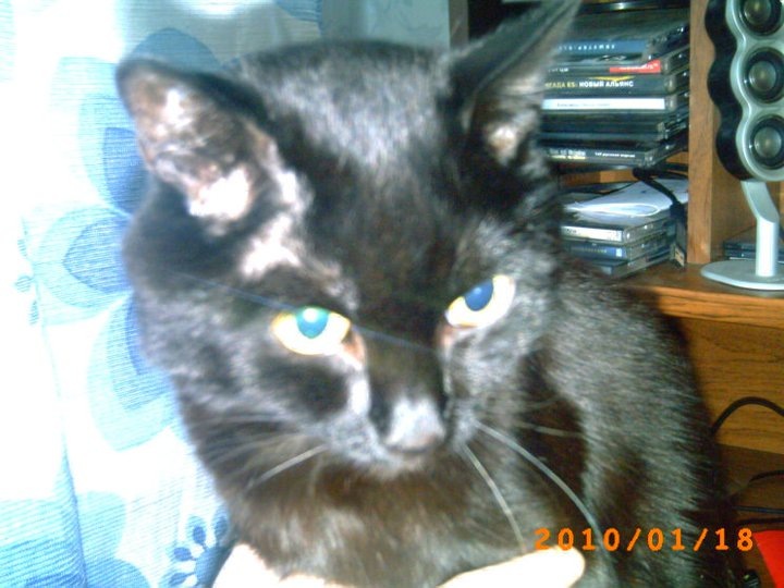 Дмитрий Лис фотография #37