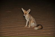 Фотография Saber Mohamed