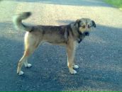 Міло Чабанус фотография #1