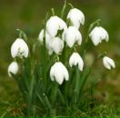 Віра Тригуба фотография #1