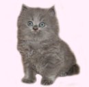 Кєша Котович фотография #21 (источник - https://vk.com/id58109949)