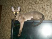 Фотография Ларионовой Ксении