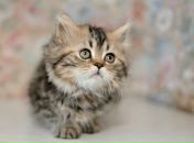 Фотография Арсеновой Оксаны