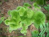 Оксана Леськів фотография #17 (источник - https://vk.com/id80713121)