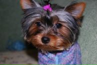 Містер Мікі фотография #1