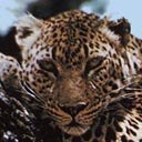 Маряна Медвідь фотография #43 (источник - https://vk.com/id153497009)