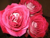 Фотография Савельевой Лены