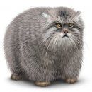 Свин ^_^ фотография #12 (источник - https://vk.com/id60082165)