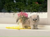 Ольга Селиванова фотография #29 (источник - https://vk.com/id878078)