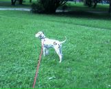 Антон Котов фотография #45 (источник - https://vk.com/id288997)