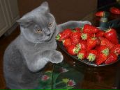 Юля Покусіна фотография #35 (источник - https://vk.com/id125035496)