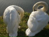 Мирослава Обіцькі фотография #10 (источник - https://vk.com/id154762199)