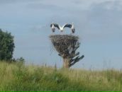 Кацярына Рэўтовіч фотография #42 (источник - https://vk.com/id5849087)