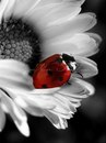 Abraham Suliman фотография #13 (источник - https://vk.com/id163728229)