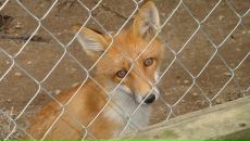 Фотография Сергевной Елен