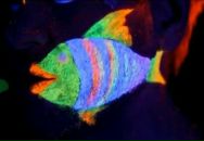 Іван Сороківський фотография #6 (источник - https://vk.com/id11165979)