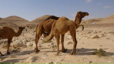 Олег Евсюков фотография #35 (источник - https://vk.com/id14283329)