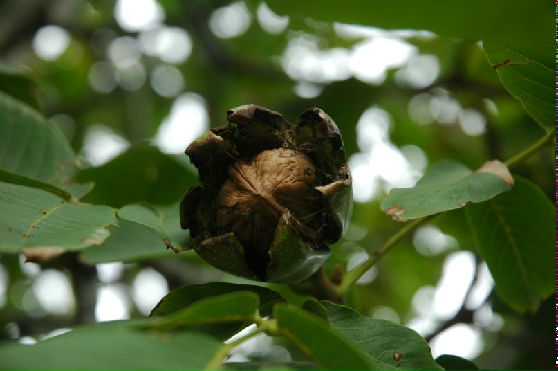 Григорий Иванов фотография #32