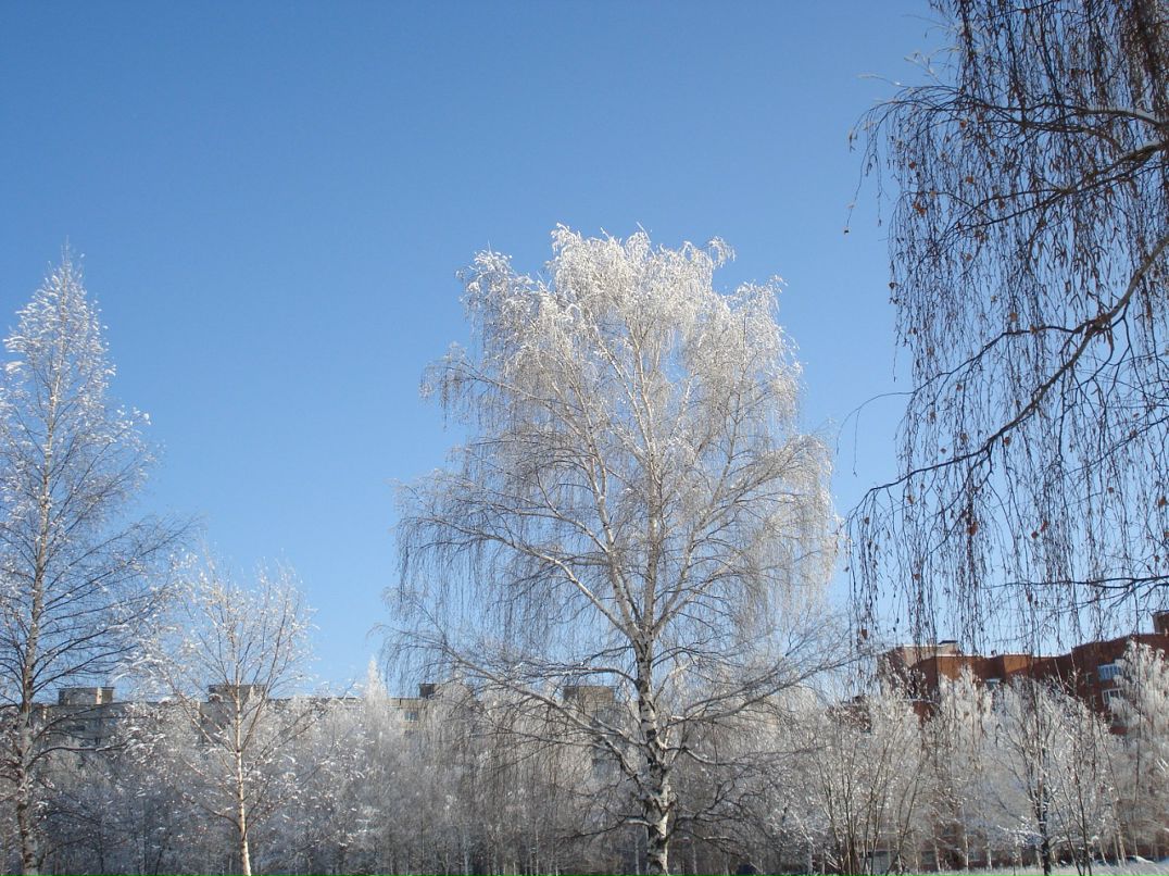 Дмитрий Лаёв фотография #33